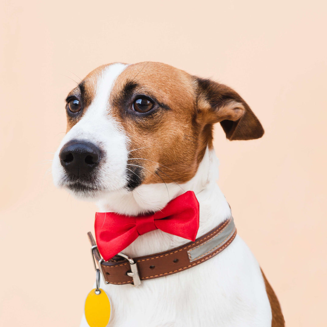 Pet Collars