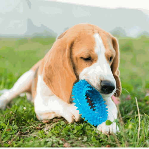 Pet Toys