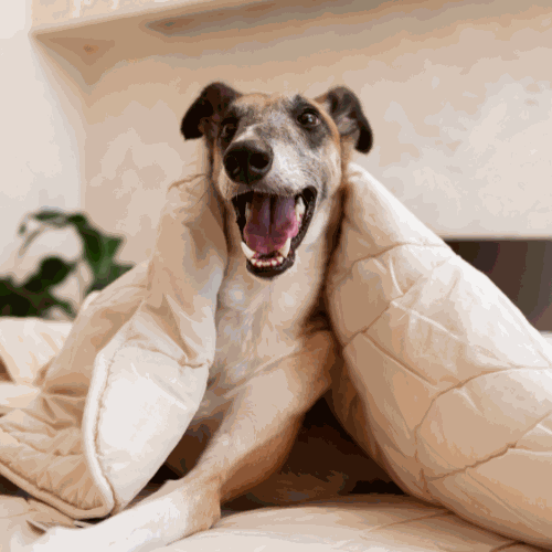 Pets Bed