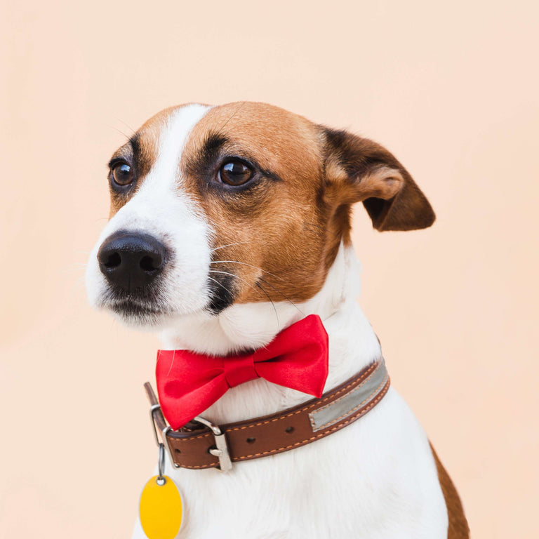 Pet Collars