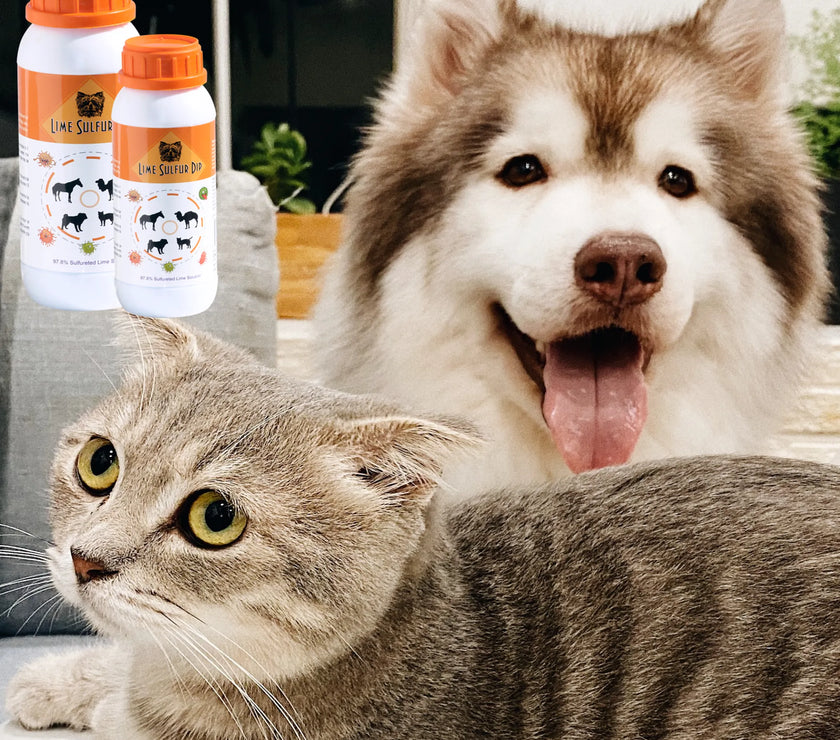 Lime Sulfur Dip - Pet and Veterinary Solution for Dermatitis, Mange, Ringworm and other Parasites