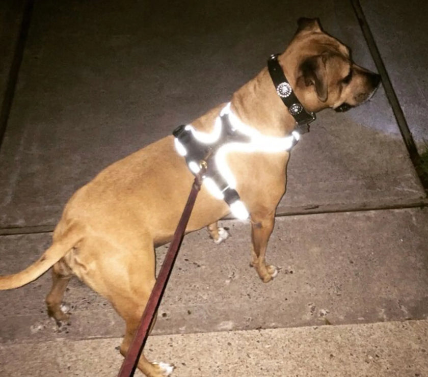 Headlight Harness, Dog Harness with Built In LED Light