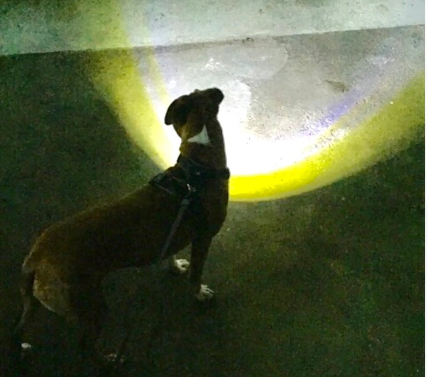 Headlight Harness, Dog Harness with Built In LED Light