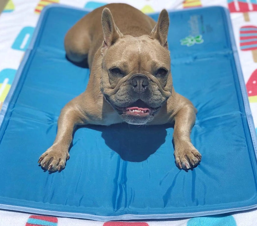 Cool Pet Pad