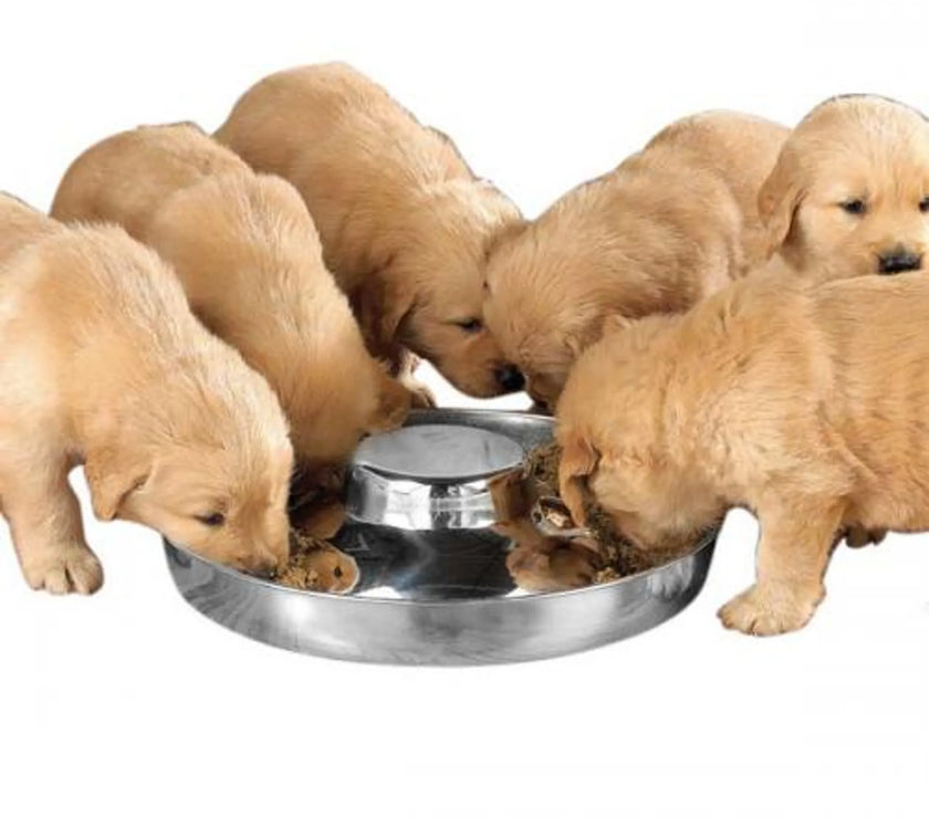 ProSelect Puppy Dish 11In