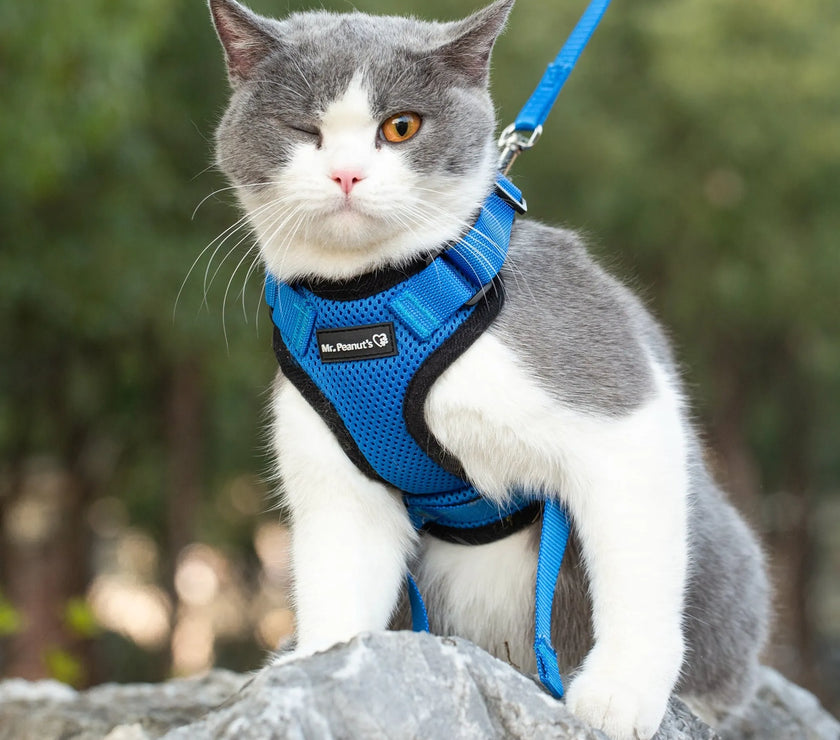 Mr. Peanut's PurrTrek Reflective Cat Harness with Matching Leash