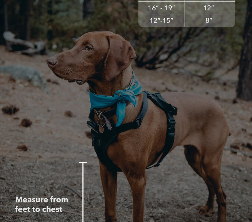 Farmhouse 2 Bowl Elevated Regular Feeder