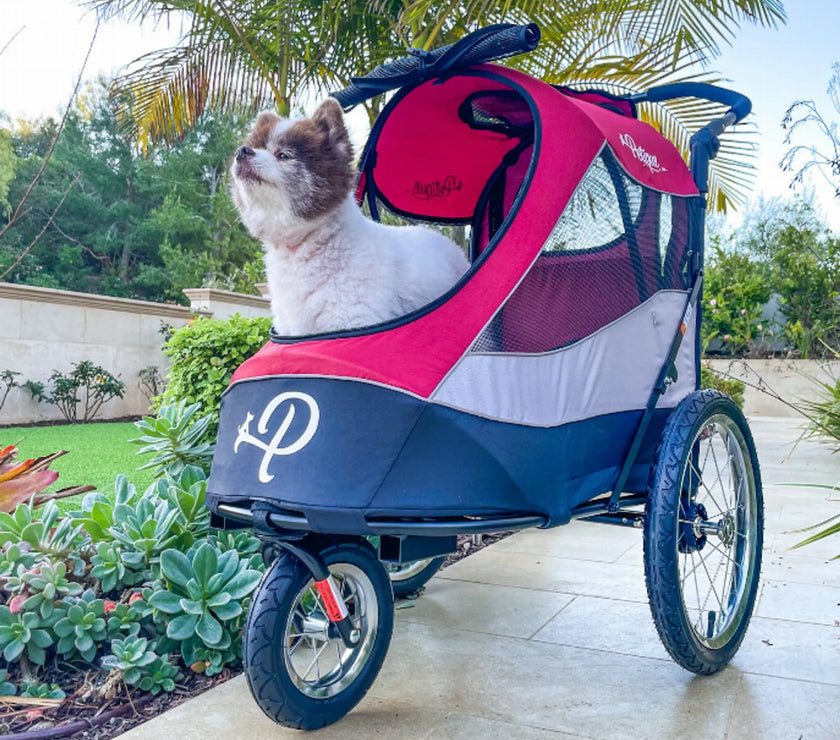Petique Trailblazer Pet Jogger in red and blue with mesh windows and a small dog inside