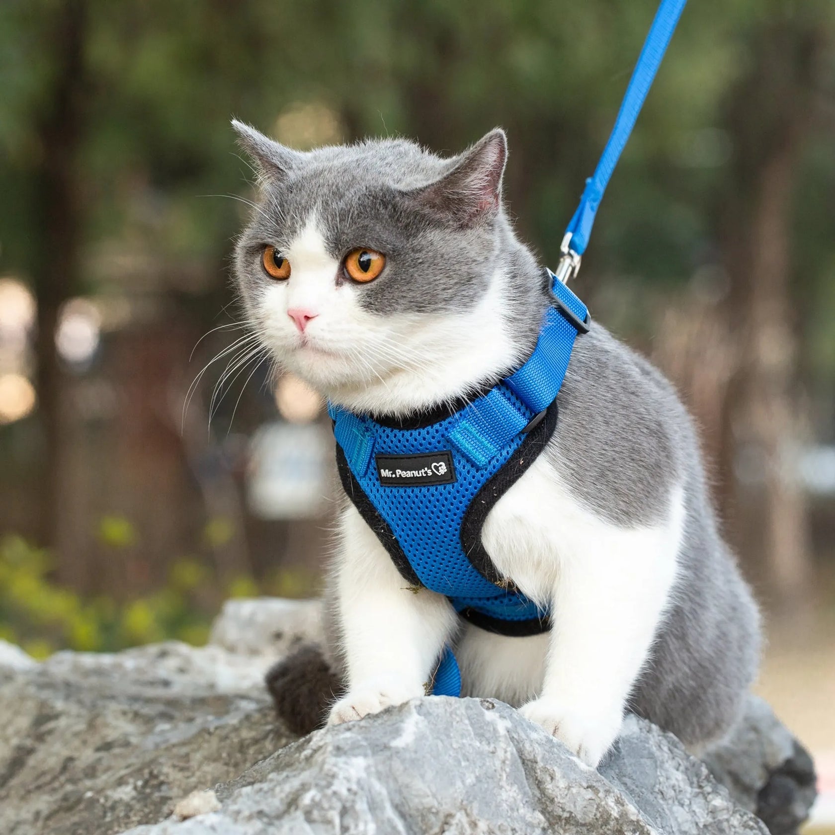 Gray and white cat wearing a blue reflective cat harness with leash by Mr. Peanuts Premium Products outdoors